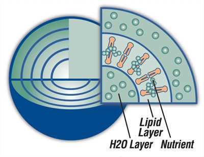liposome